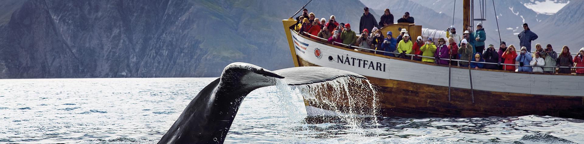 Iceland holiday deals: Whale watching, Húsavik, north Iceland. 