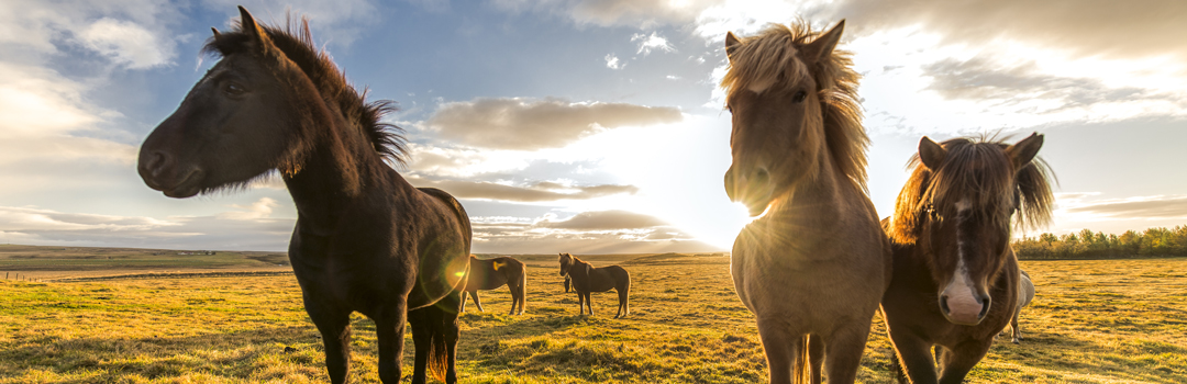 Icelandic horses in Iceland.