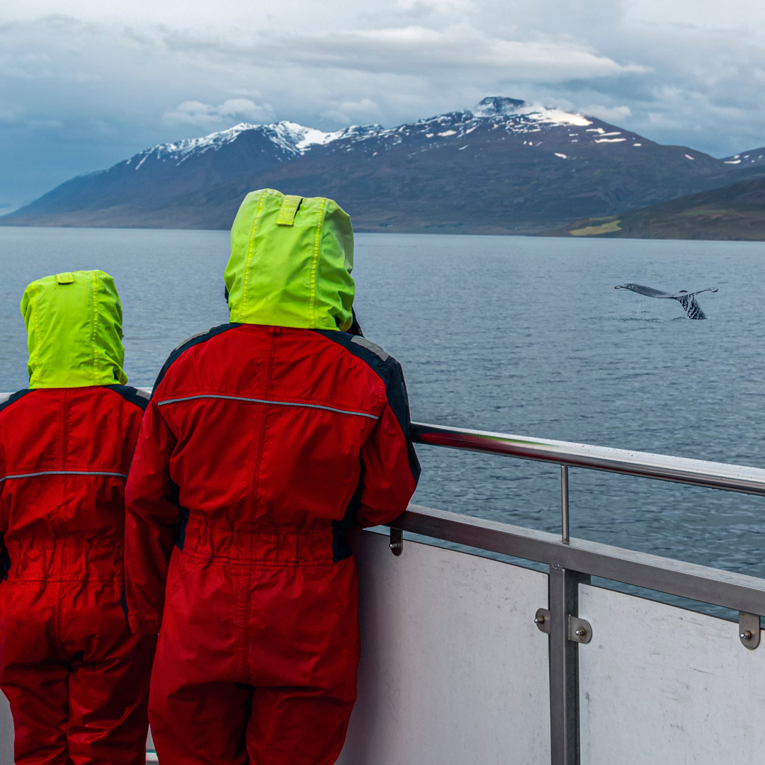 Whale watching in family in Iceland.