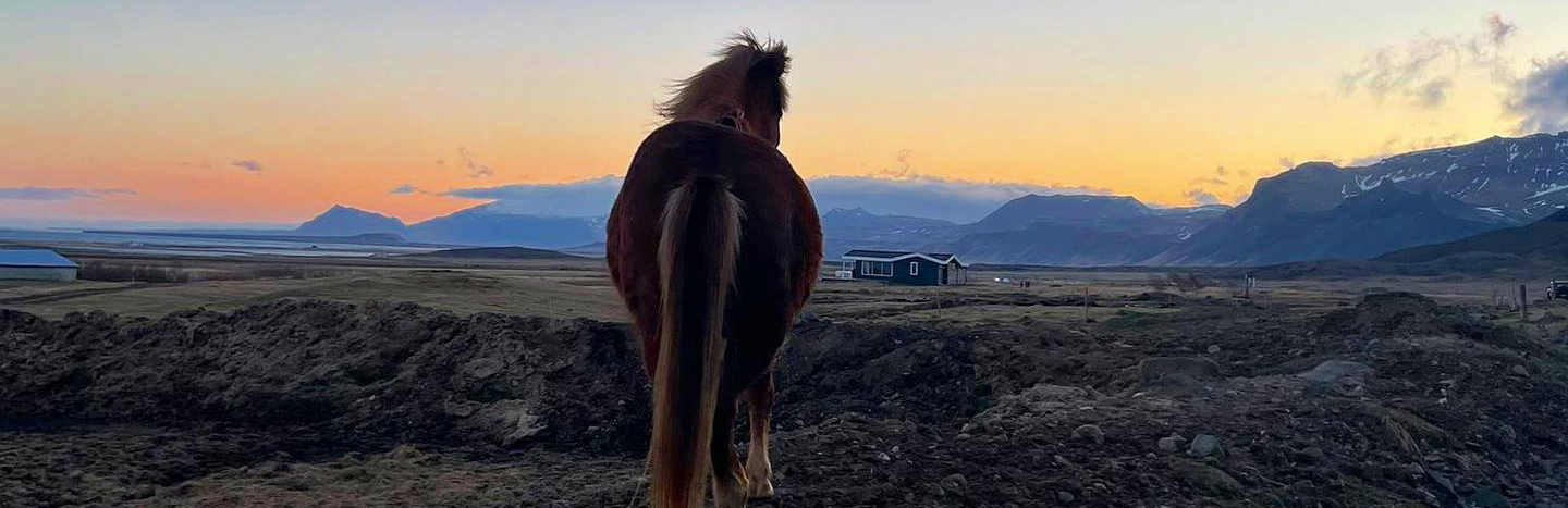 An Icelandic horse during sunset, Iceland.