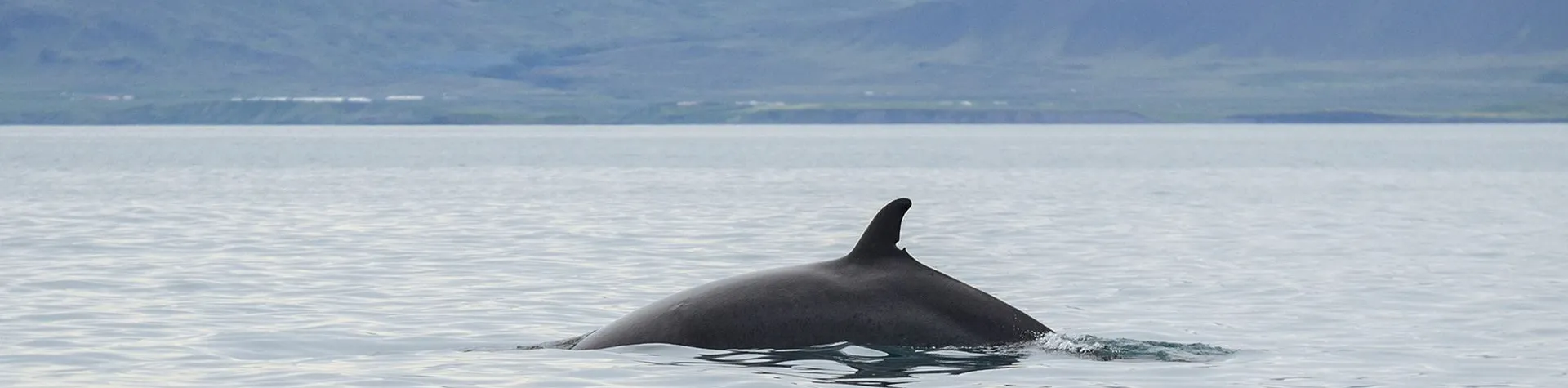 ATV & Whale Watching (9 AM/8 hrs) (H02)