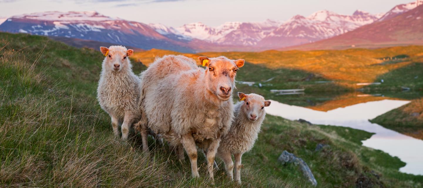 Lambing season in Iceland.